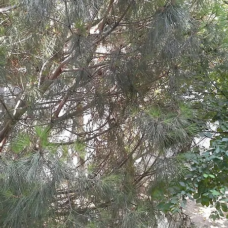 מלון Eker Bermuda